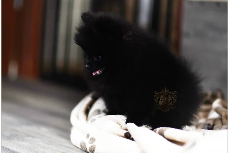 Pomeranian