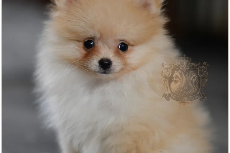 Pomeranian