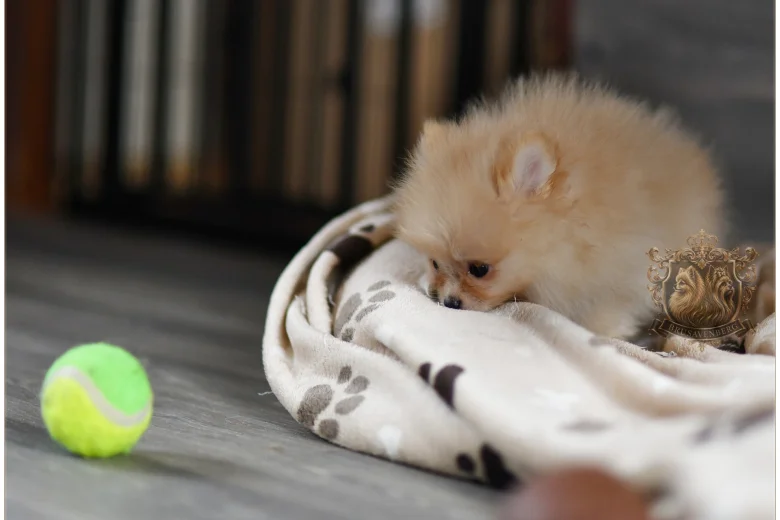 Pomeranian