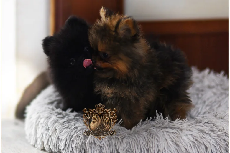 Pomeranian