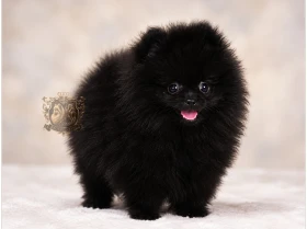 Pomeranian