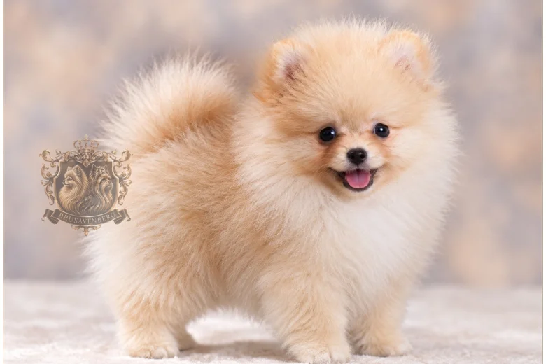 Pomeranian