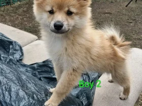 Pomeranian