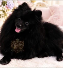BLACK SNOWFLAKE MADAME
