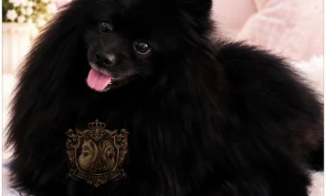 Pomeranian