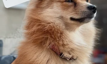 Pomeranian