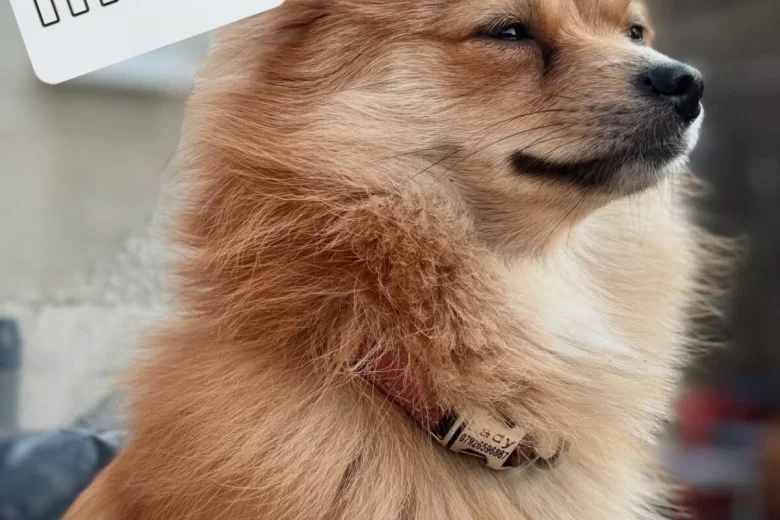 Pomeranian