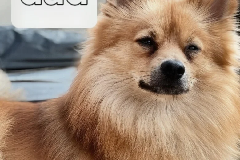 Pomeranian