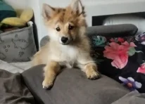 Puppy 1