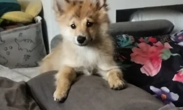 Pomeranian