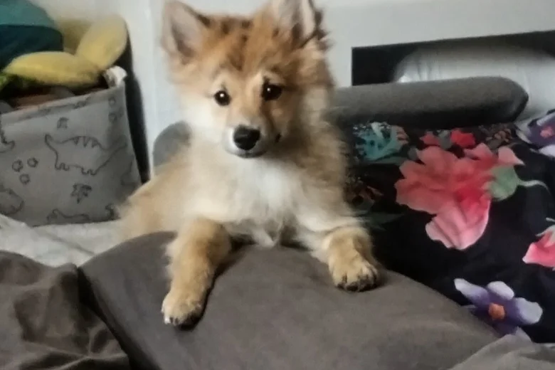 Pomeranian