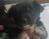 Pomsky