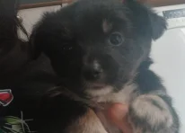 Puppy 1