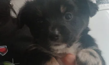 Pomsky