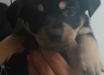Puppy 2