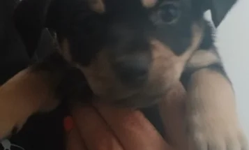 Pomsky