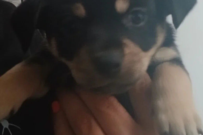 Pomsky