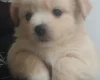 Pomsky