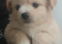 Puppy 3