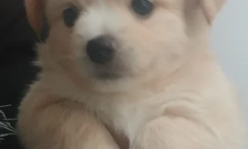 Pomsky