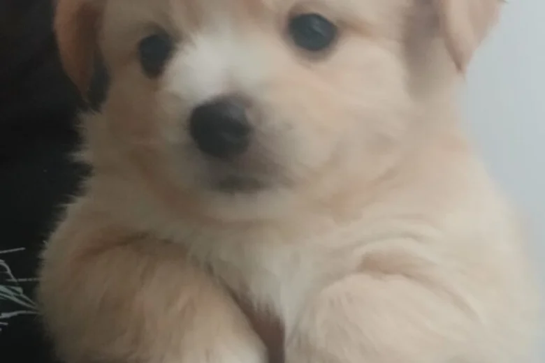 Pomsky