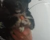 Pomsky