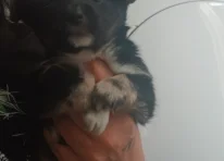 Puppy 4