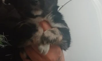 Pomsky