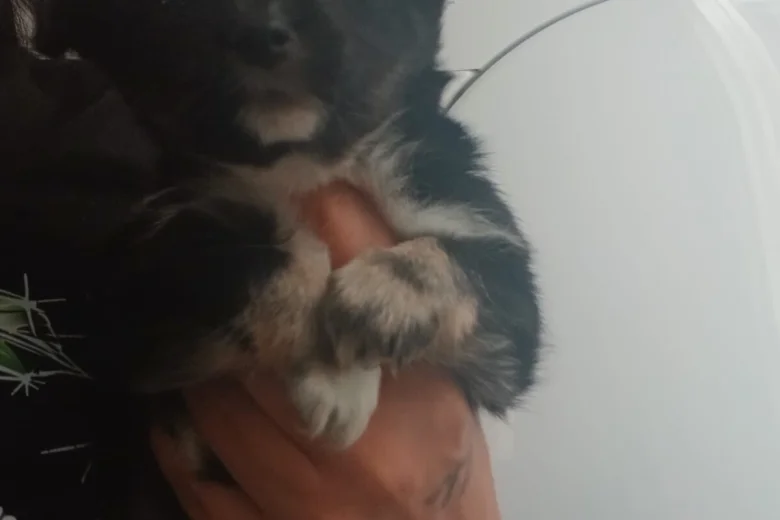 Pomsky