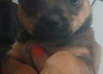 Puppy 5