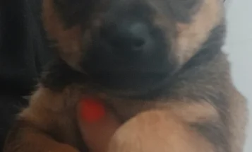 Pomsky