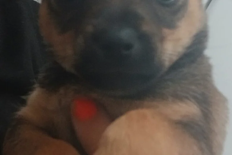 Pomsky