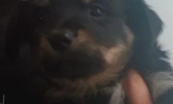 Pomsky
