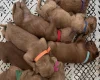 Goldendoodle