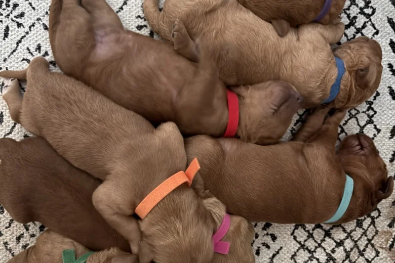 Goldendoodle