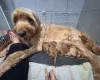 Goldendoodle