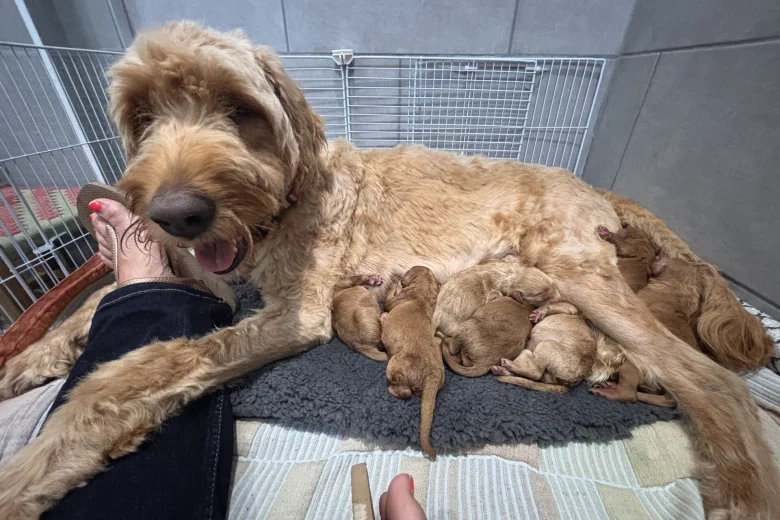 Goldendoodle