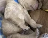 Goldendoodle