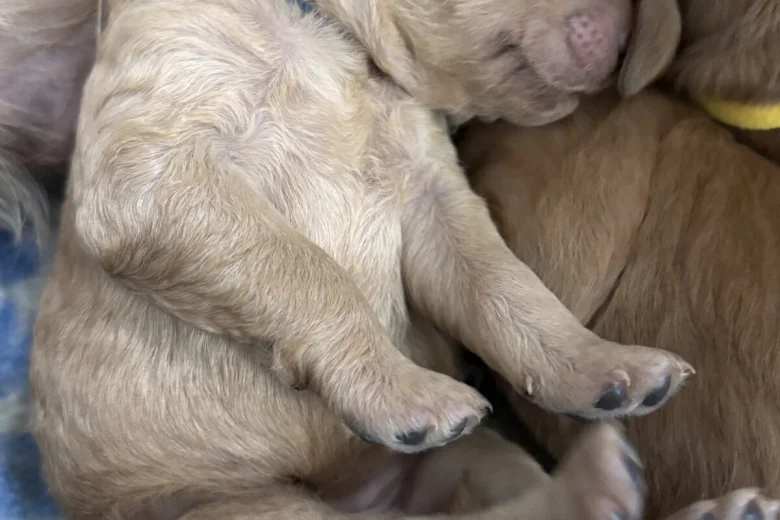 Goldendoodle