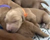 Goldendoodle
