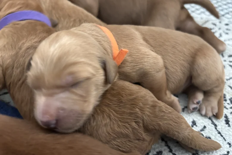 Goldendoodle