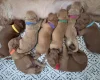 Goldendoodle