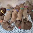 Goldendoodle