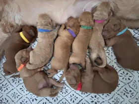 Goldendoodle