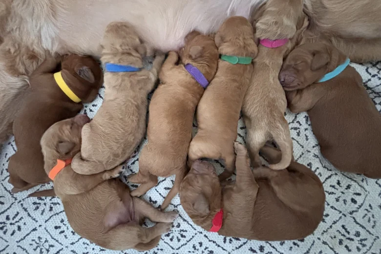 Goldendoodle