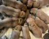 Presa Canario