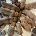 Presa Canario
