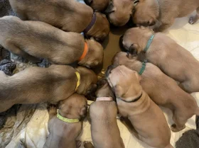 Presa Canario