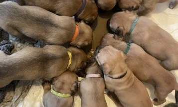 Presa Canario
