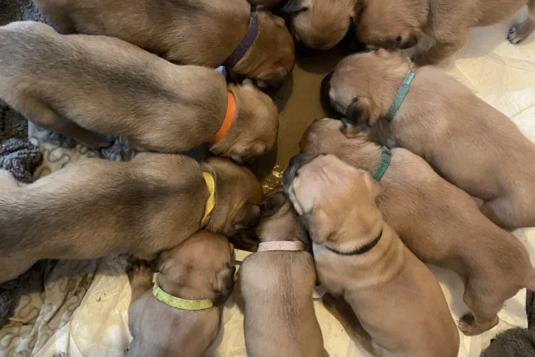 Presa Canario